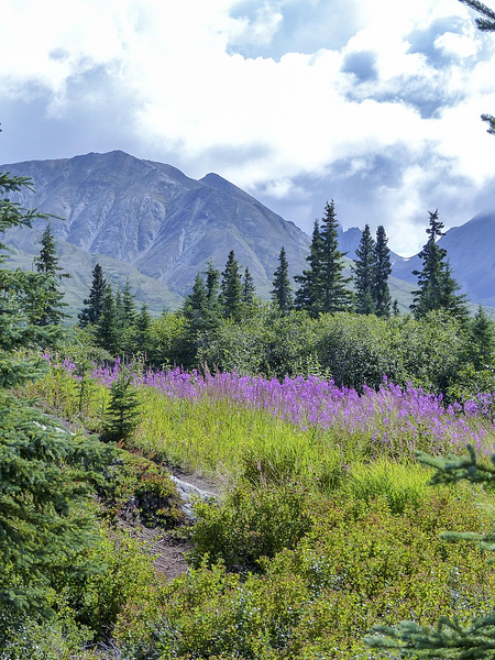 Wildflowers and mountain scenery in Denali National Park, Alaska