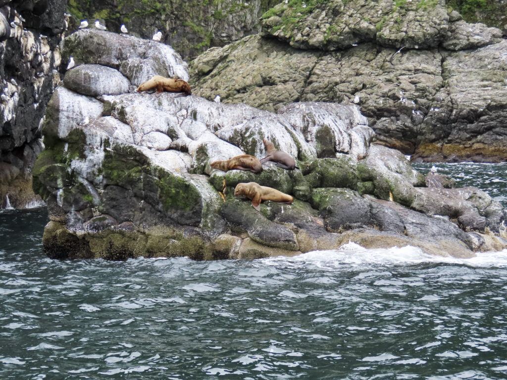 Kenai Fjords National Park, Seward Alaska