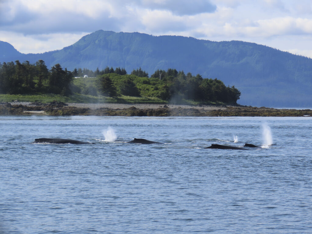 whale watching, Sitka, Alaska